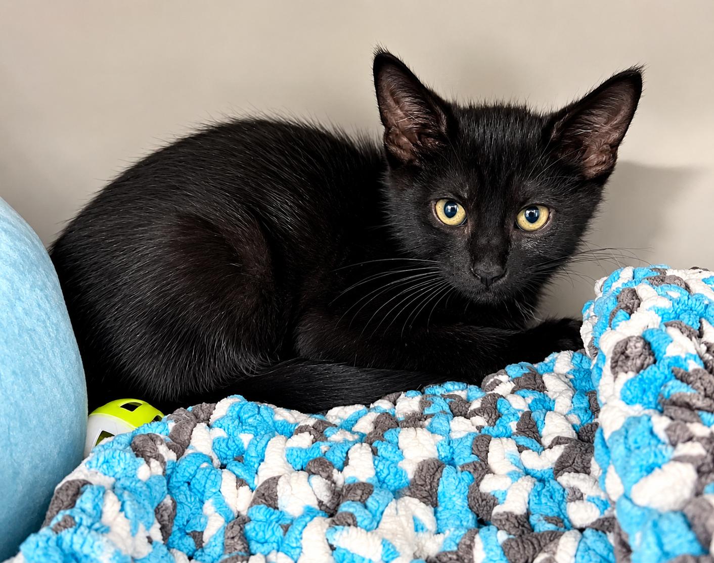 Enlarge Gold, a Adoptable Domestic Short Hair in Moundsville, WV image 1/1