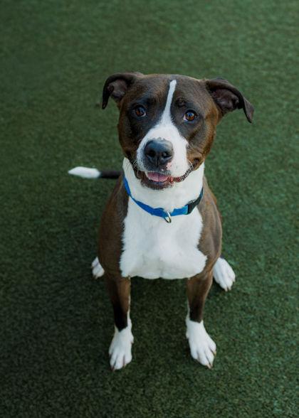 Froggy, Adoptable, Young Male Pit Bull Terrier & Mixed Breed.