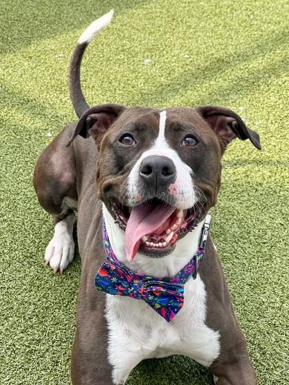 Froggy, a Adoptable mixed breed in Fishers, IN image 2/3