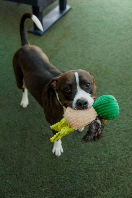 Froggy, a Adoptable mixed breed in Fishers, IN image 3/3