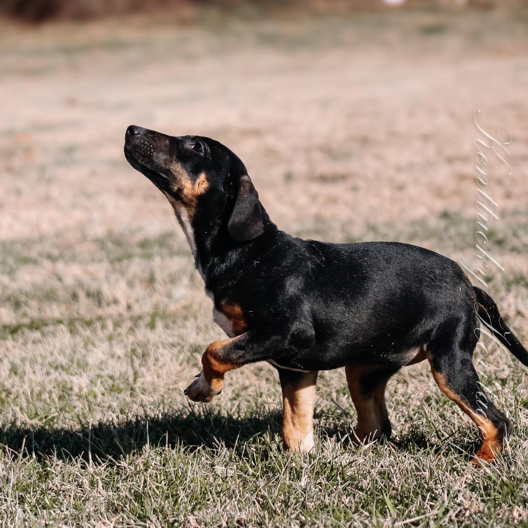 Enlarge Kyra aka "Hazel", a Adoptable mixed breed in Madisonville, KY image 1/4