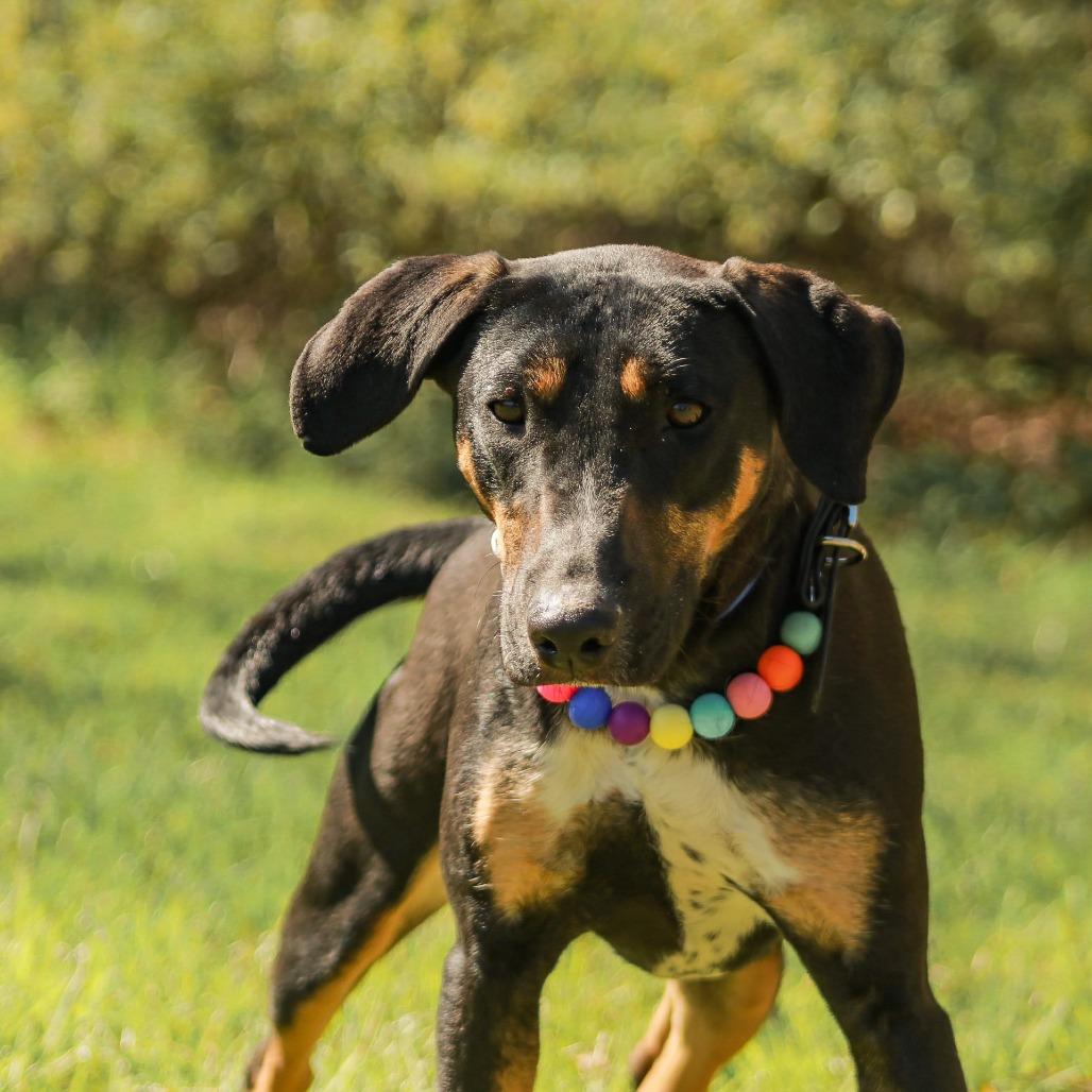 Enlarge Kyra aka "Hazel", a Adoptable mixed breed in Madisonville, KY image 2/6