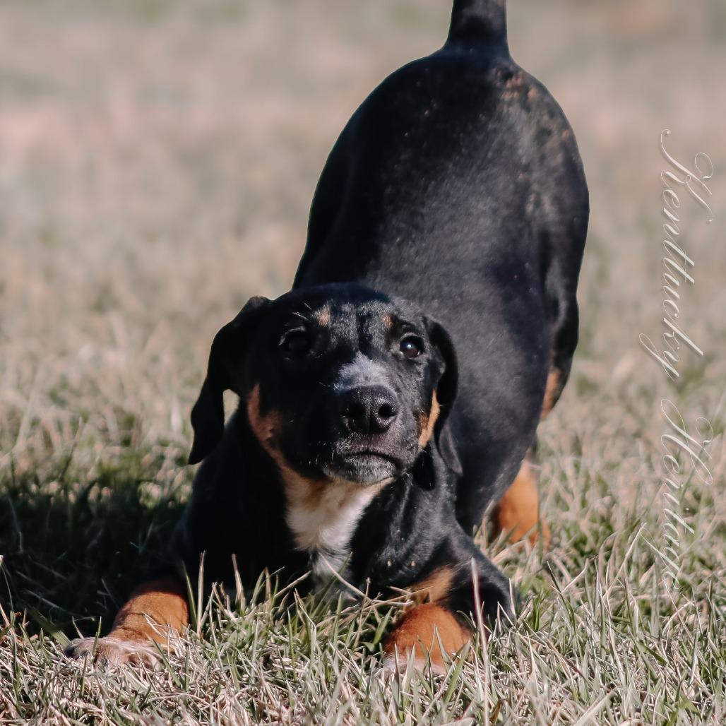 Enlarge Kyra aka "Hazel", a Adoptable mixed breed in Madisonville, KY image 2/4