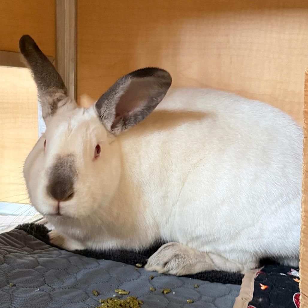 Enlarge Mina, a Adoptable Californian in Chesapeake, VA image 1/1