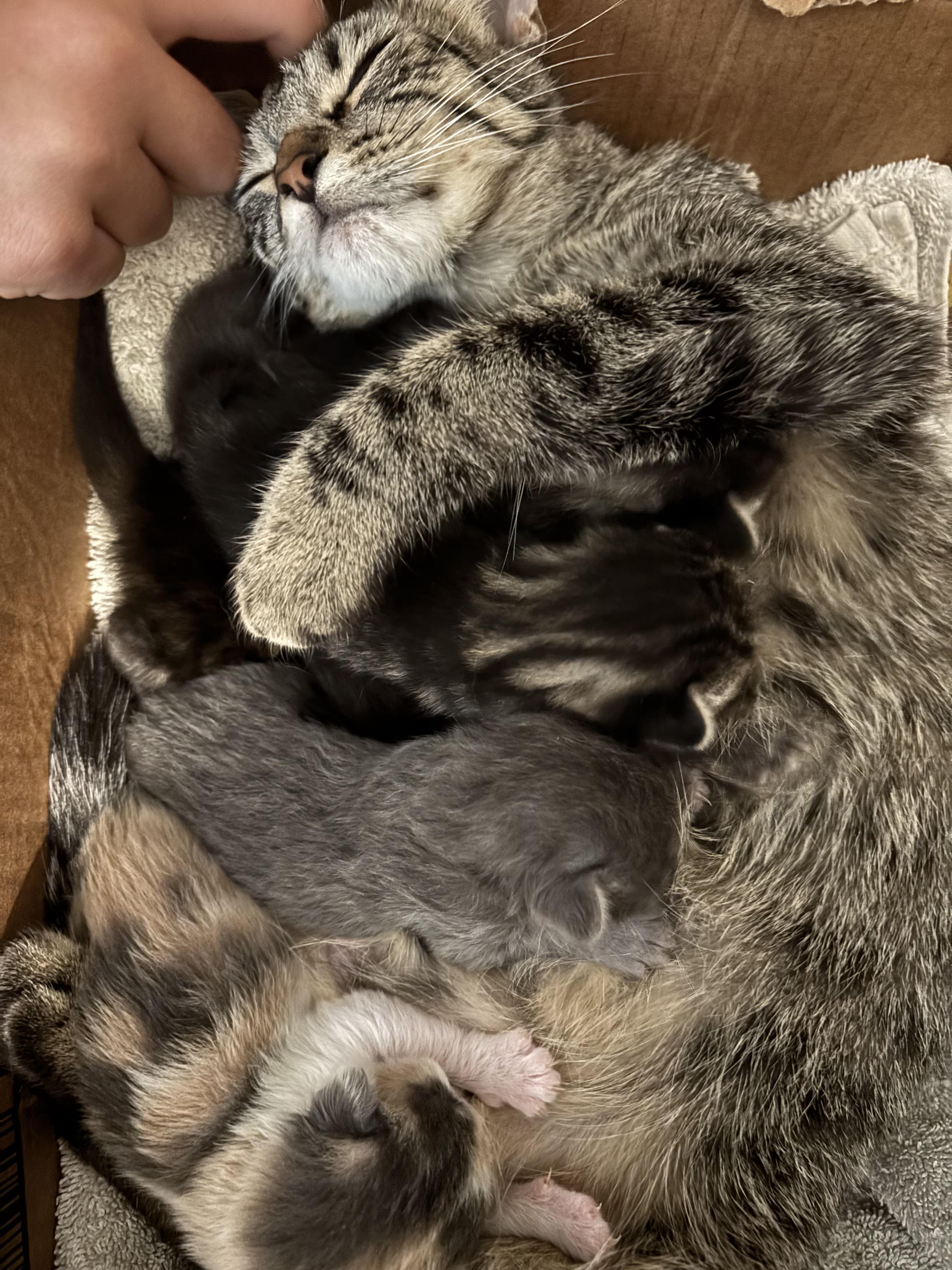 Coal — thumbnail 2