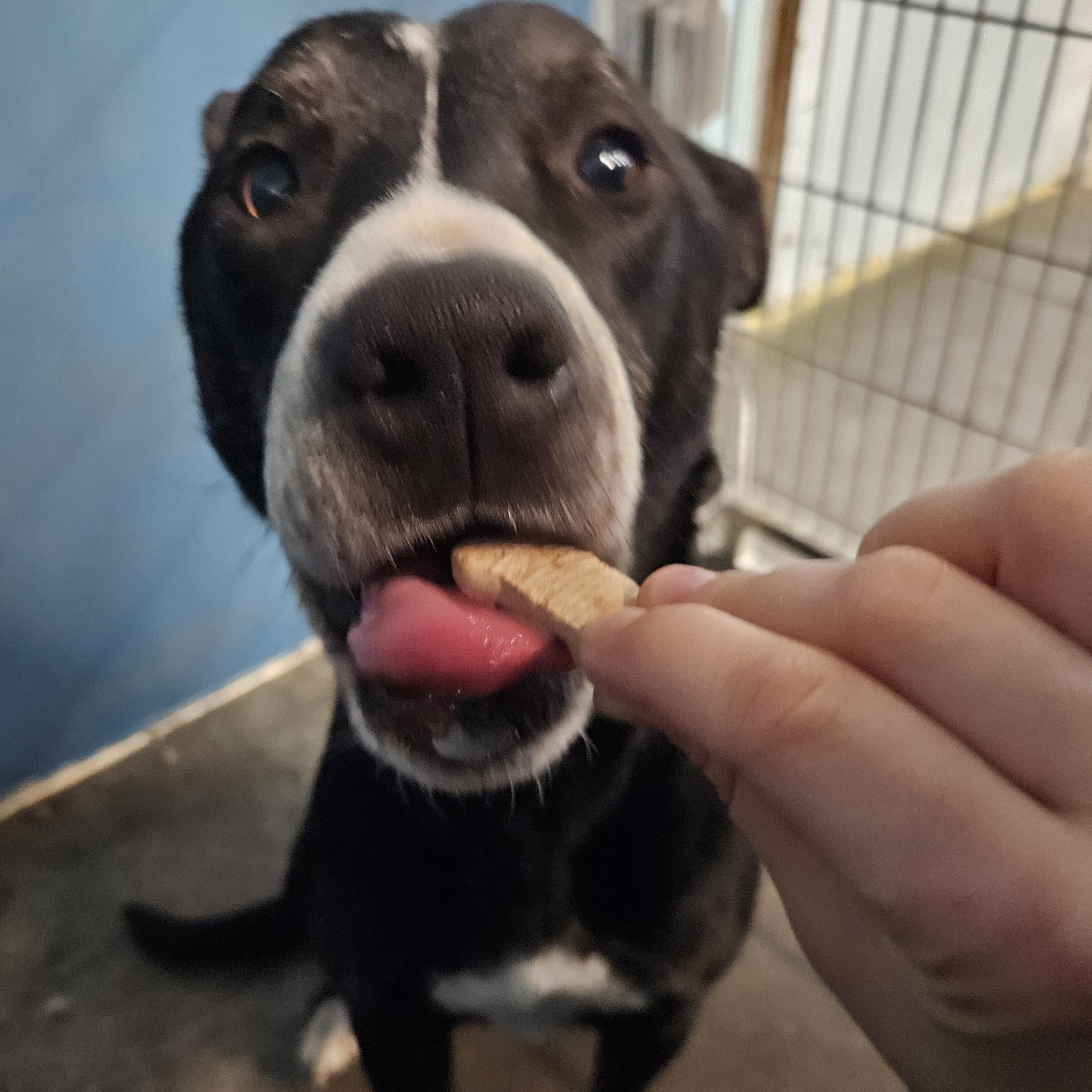 Enlarge Charlie , a ADOPTABLE mixed breed in The Dalles, OR image 3/5