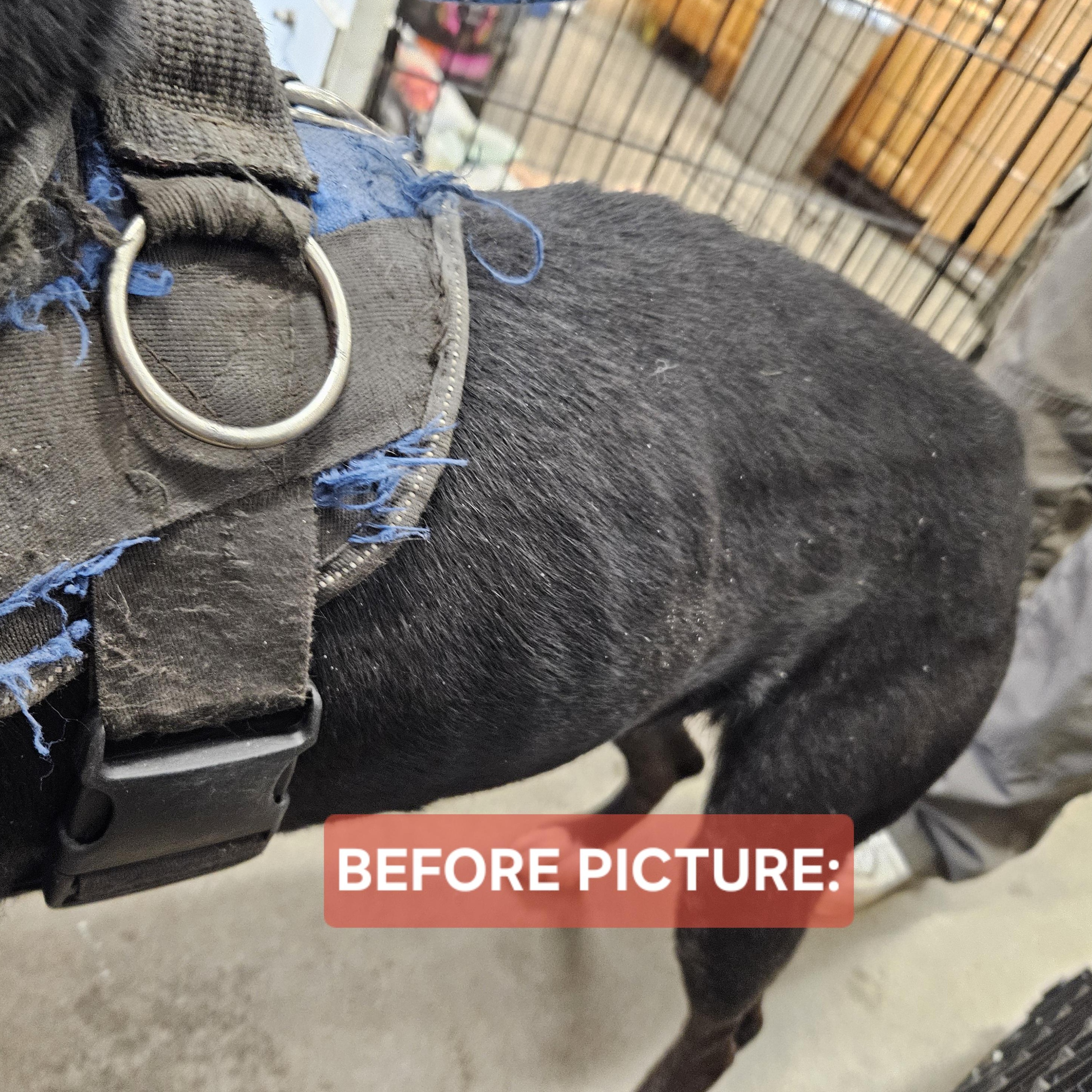 Enlarge Charlie , a ADOPTABLE mixed breed in The Dalles, OR image 5/5