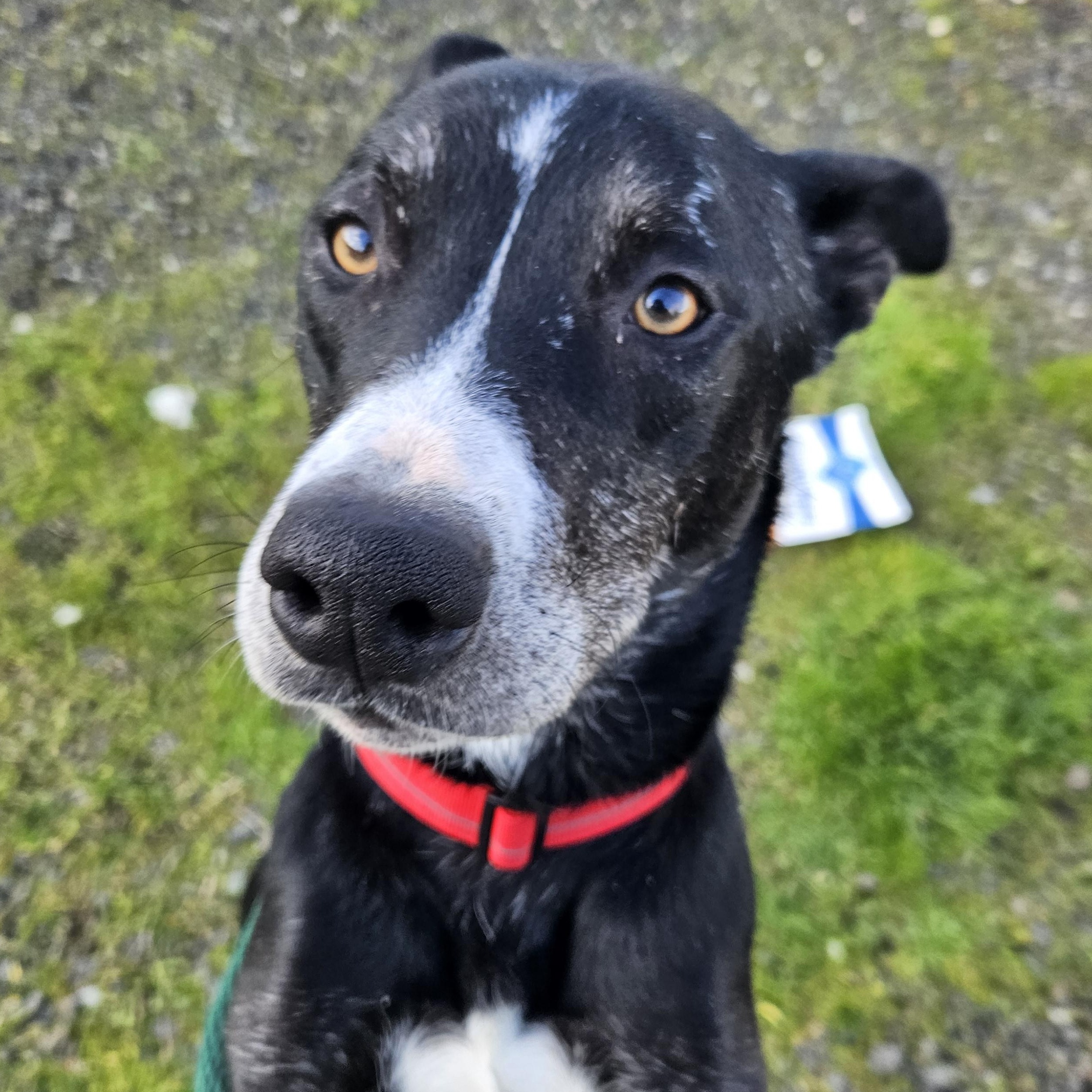 Enlarge Charlie , a ADOPTABLE mixed breed in The Dalles, OR image 1/5