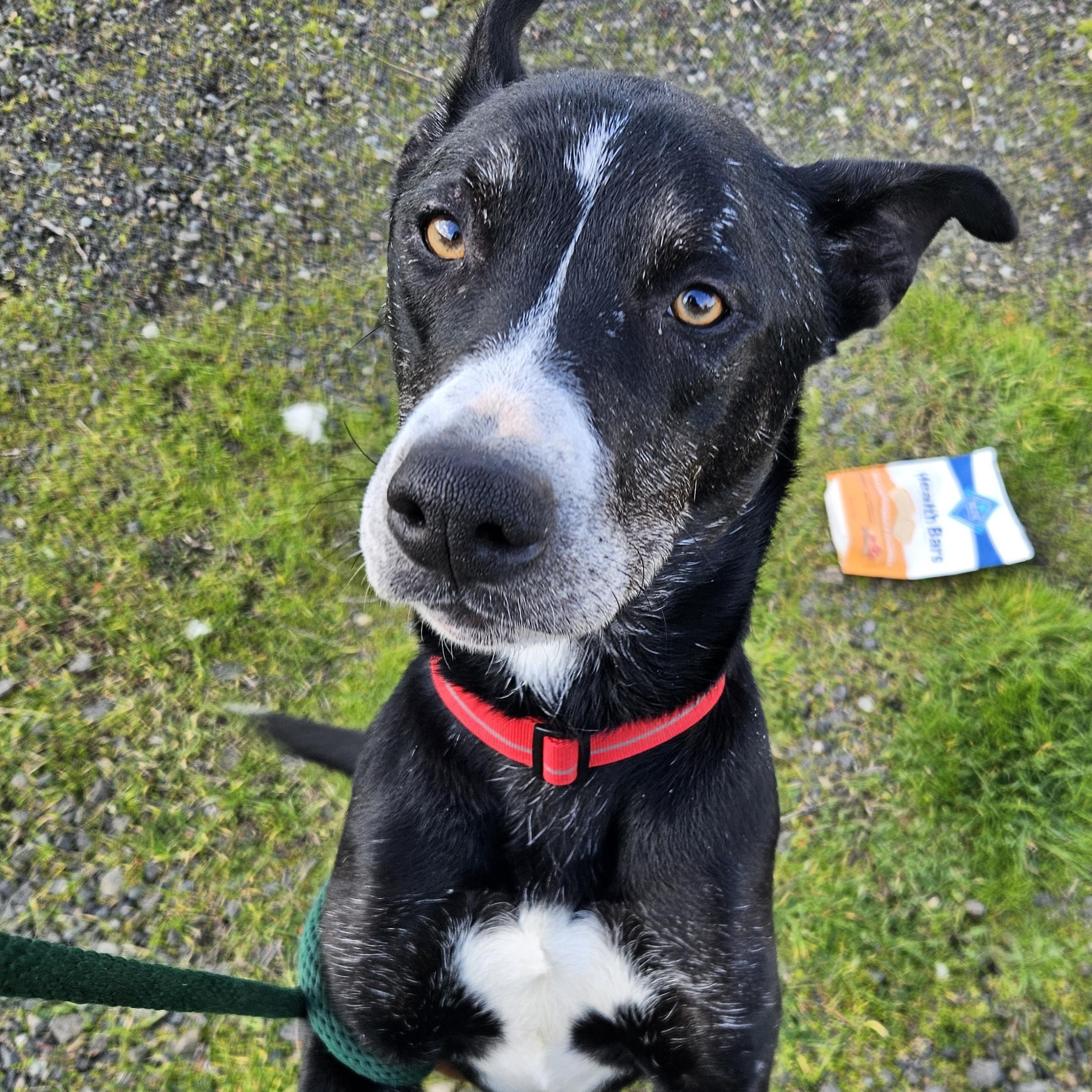 Enlarge Charlie , a ADOPTABLE mixed breed in The Dalles, OR image 4/5