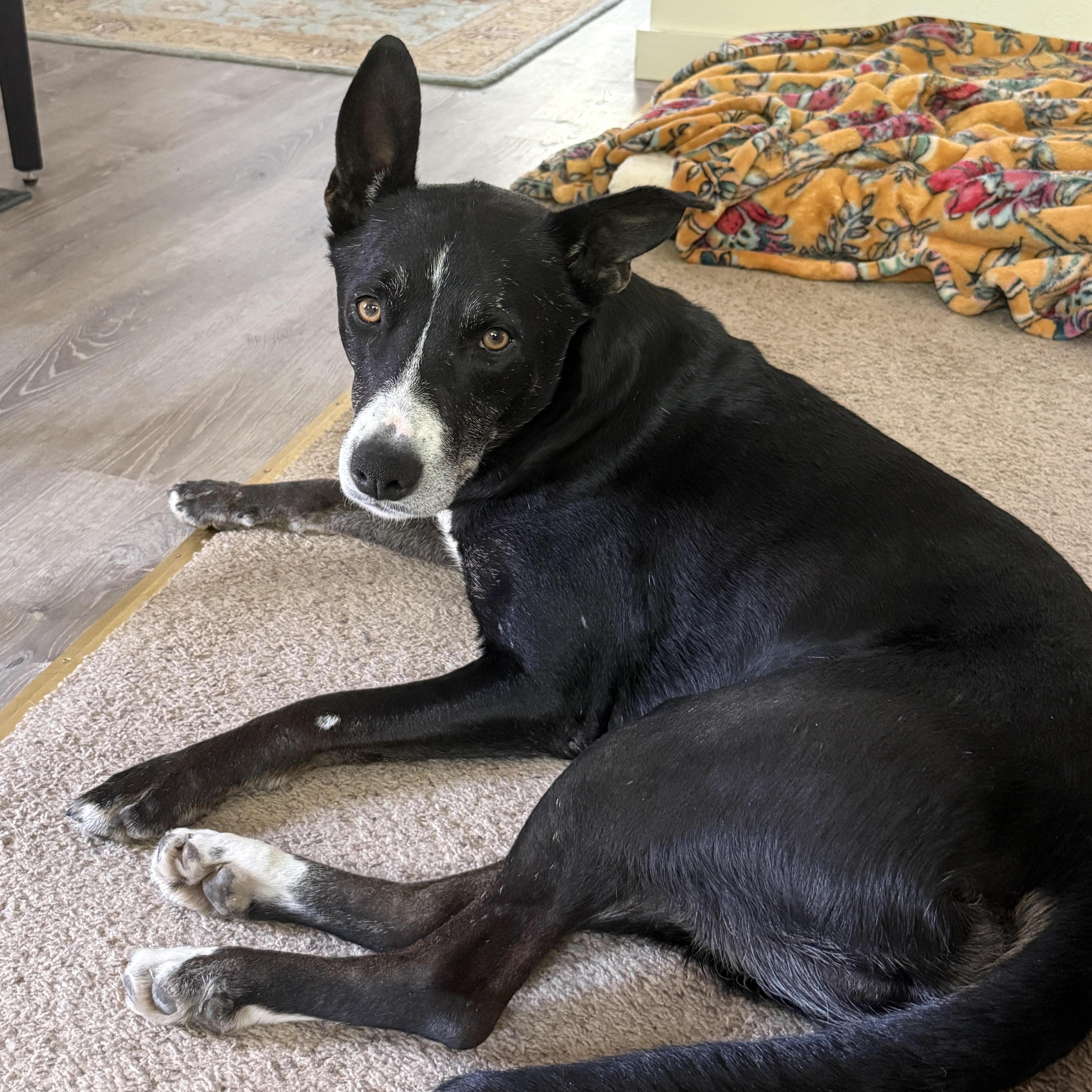 Charlie , ADOPTABLE, Adult Male Cattle Dog & Alaskan Malamute.