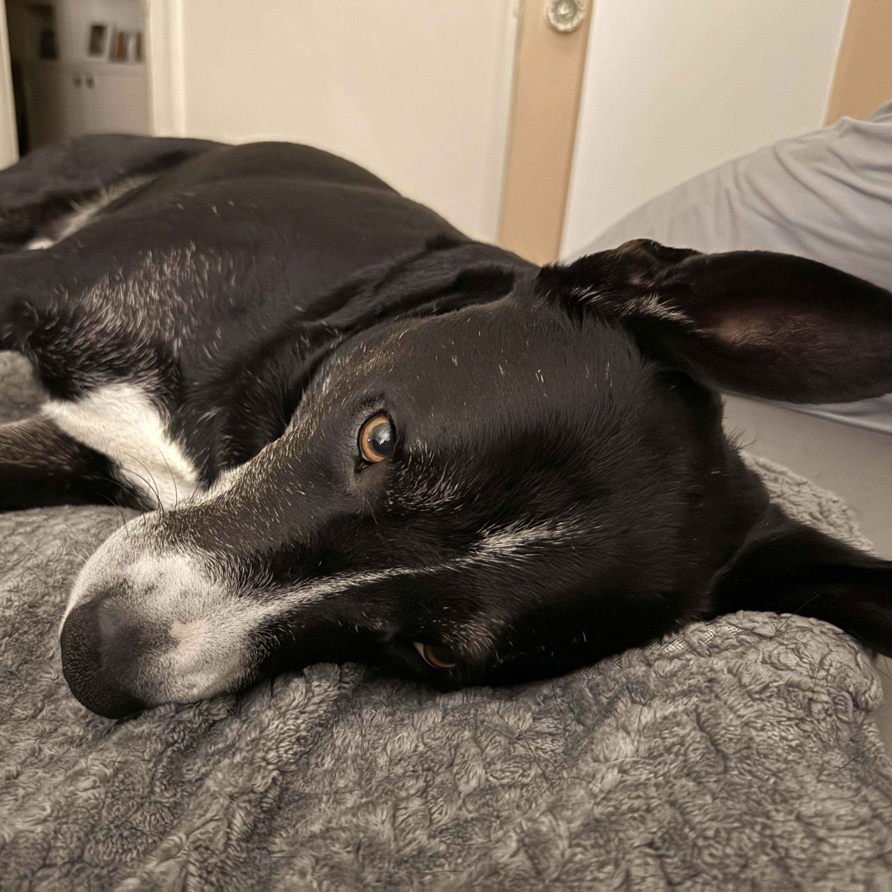 Enlarge Charlie , a ADOPTABLE mixed breed in The Dalles, OR image 2/6