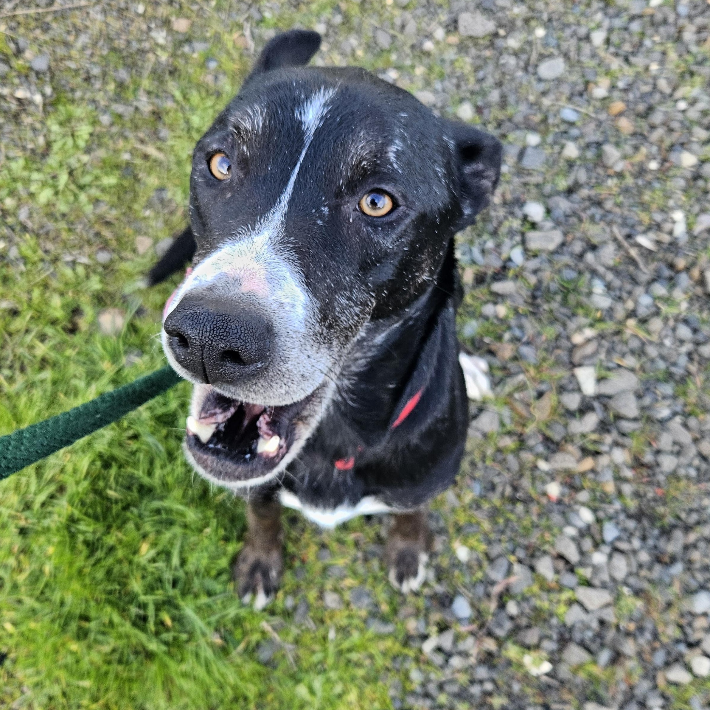 Enlarge Charlie , a ADOPTABLE mixed breed in The Dalles, OR image 2/5