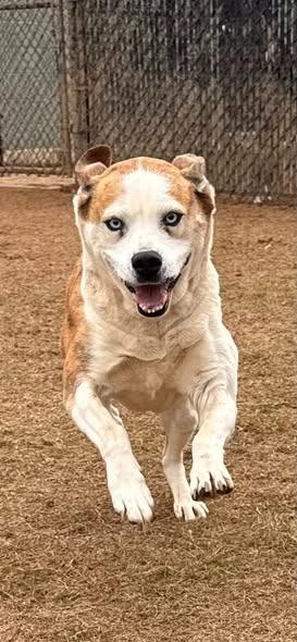 Enlarge Serenity, a Adoptable mixed breed in East Ridge, TN image 1/6