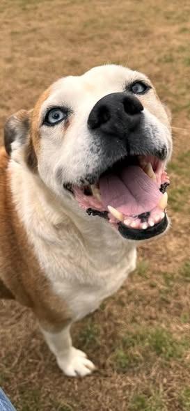 Enlarge Serenity, a Adoptable mixed breed in East Ridge, TN image 2/6