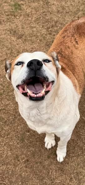 Enlarge Serenity, a Adoptable mixed breed in East Ridge, TN image 3/6