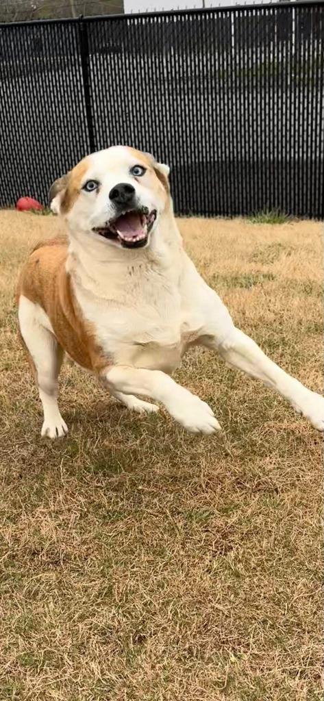 Enlarge Serenity, a Adoptable mixed breed in East Ridge, TN image 4/6