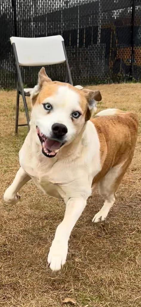 Enlarge Serenity, a Adoptable mixed breed in East Ridge, TN image 5/6