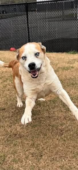Enlarge Serenity, a Adoptable mixed breed in East Ridge, TN image 6/6
