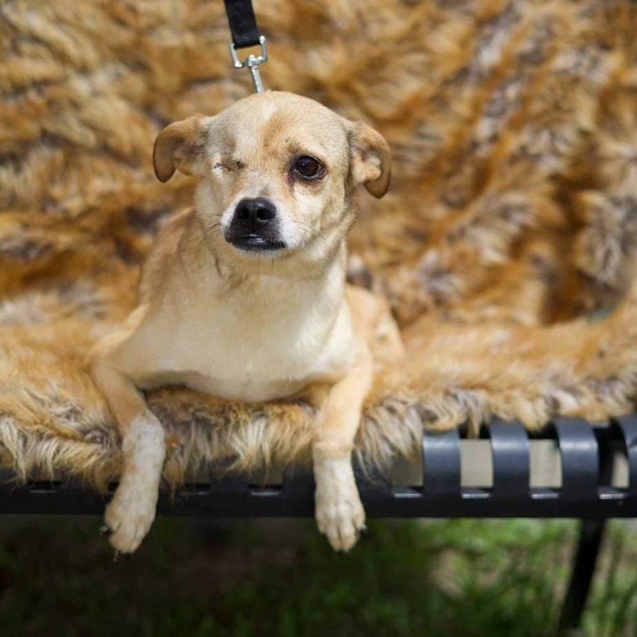 TIANA, Adoptable, Adult Female Terrier & Mixed Breed.