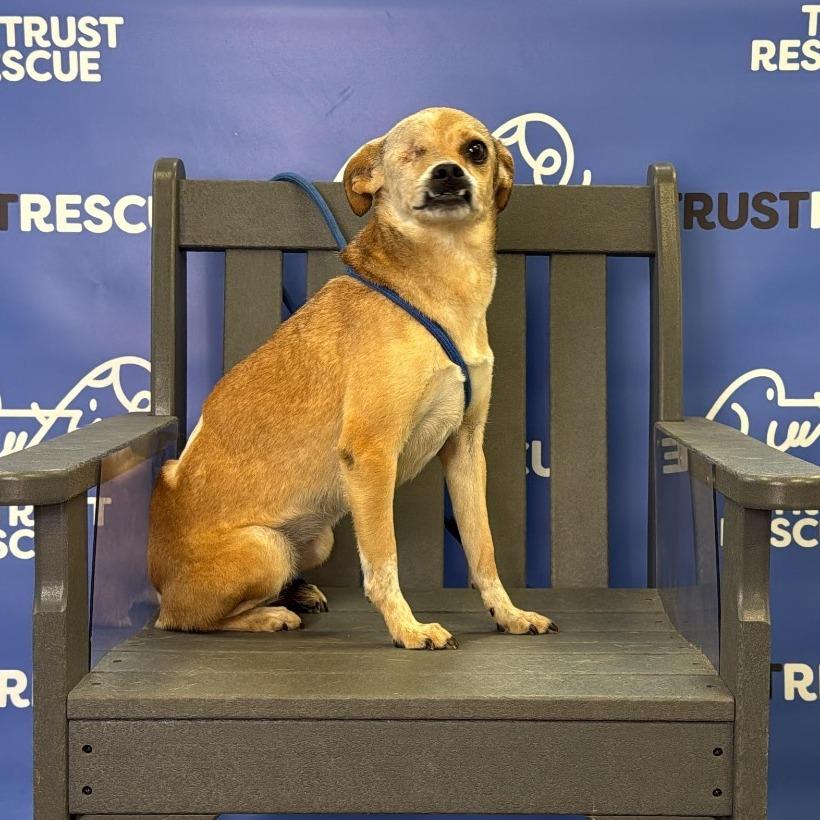 TIANA, Adoptable, Adult Female Terrier.