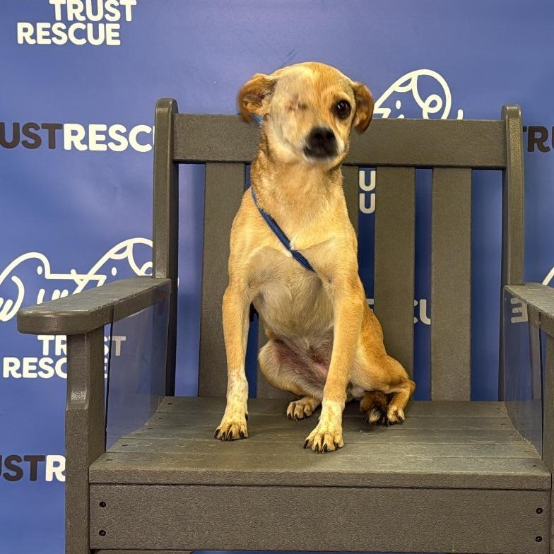 Enlarge TIANA, a Adoptable mixed breed in Atco, NJ image 2/6