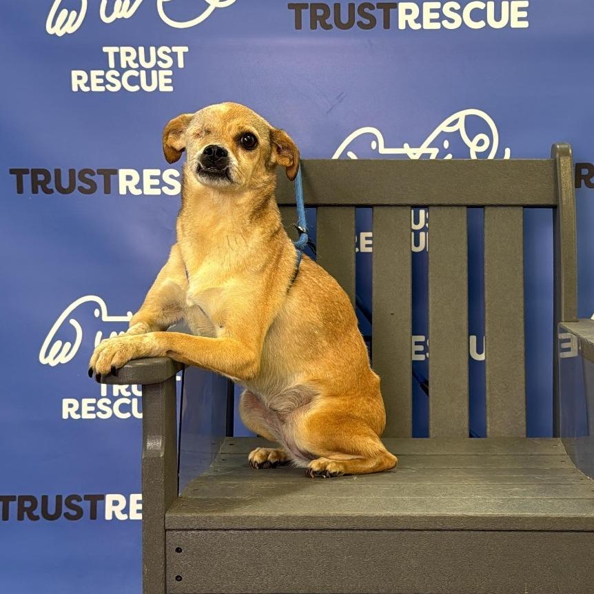 Enlarge TIANA, a Adoptable mixed breed in Atco, NJ image 3/6