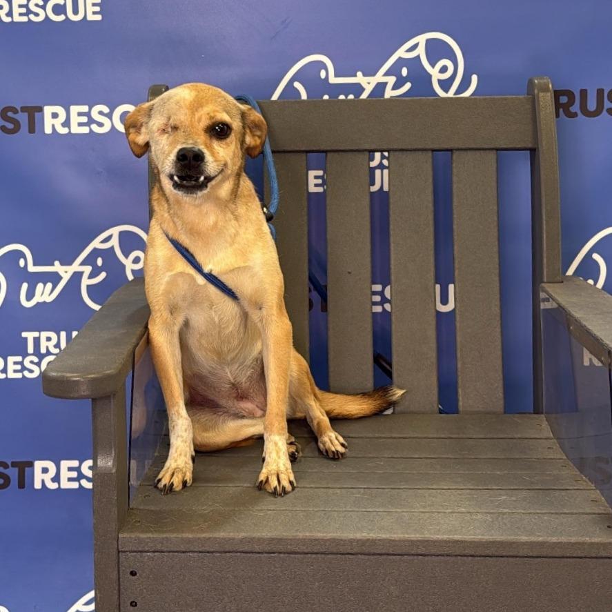 Enlarge TIANA, a Adoptable mixed breed in Atco, NJ image 4/6