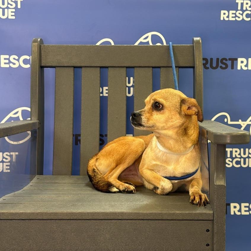 Enlarge TIANA, a Adoptable mixed breed in Atco, NJ image 5/6