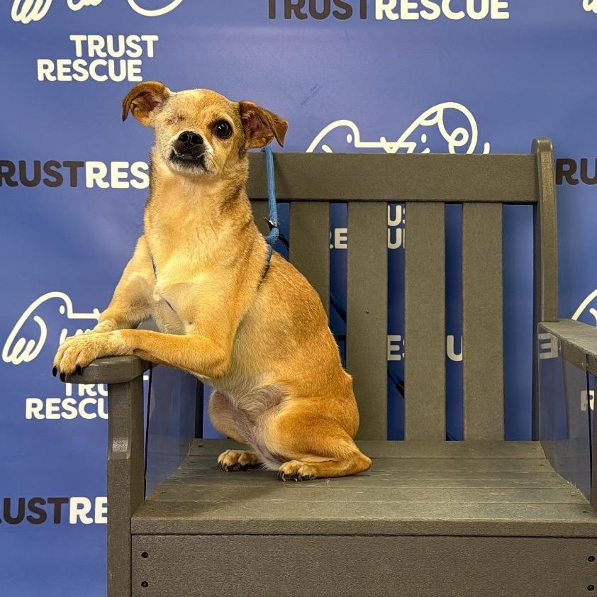 Enlarge TIANA, a Adoptable mixed breed in Atco, NJ image 6/6