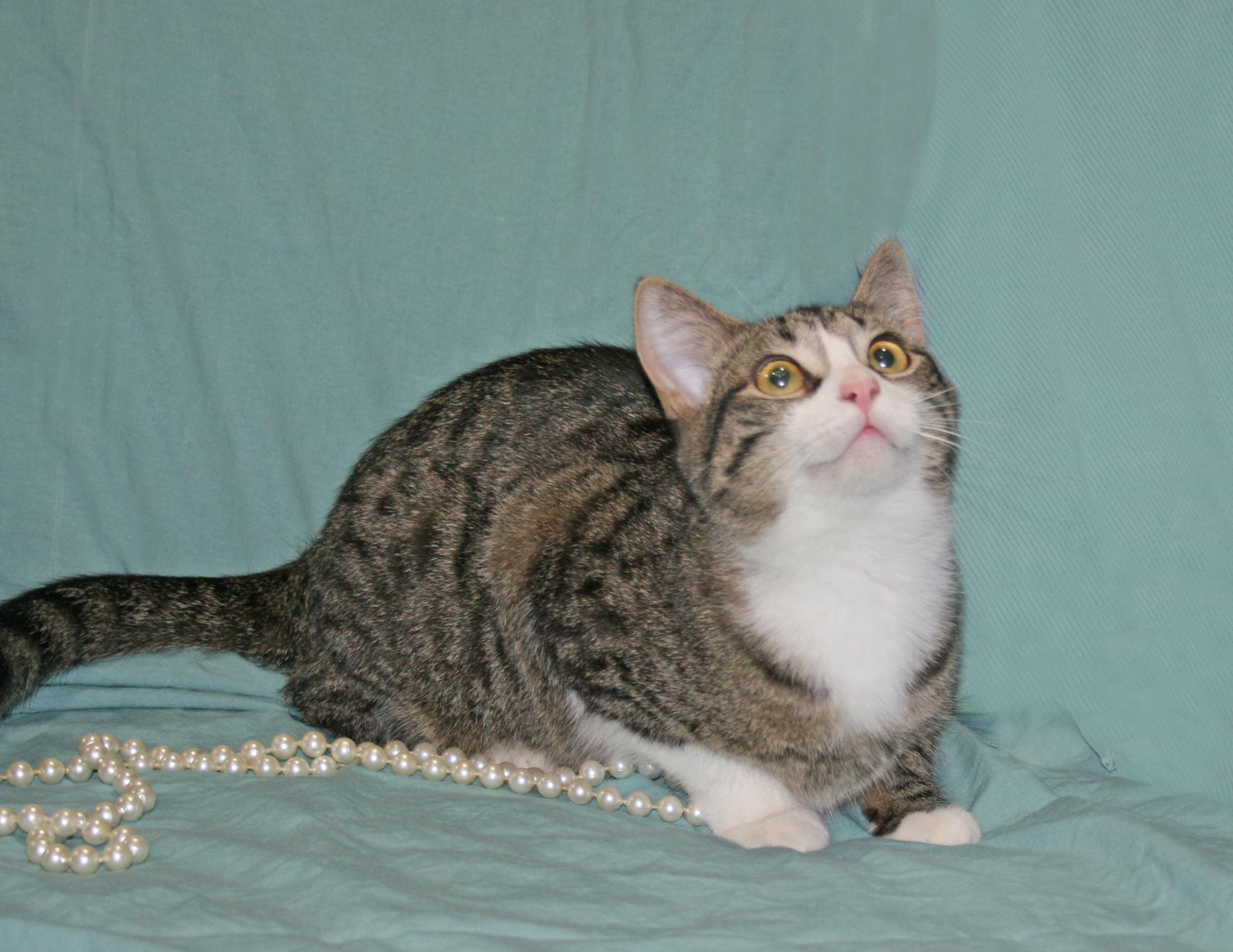 Willa, an adoptable Tabby, Domestic Short Hair in Victoria, MN, 55386 | Photo Image 2