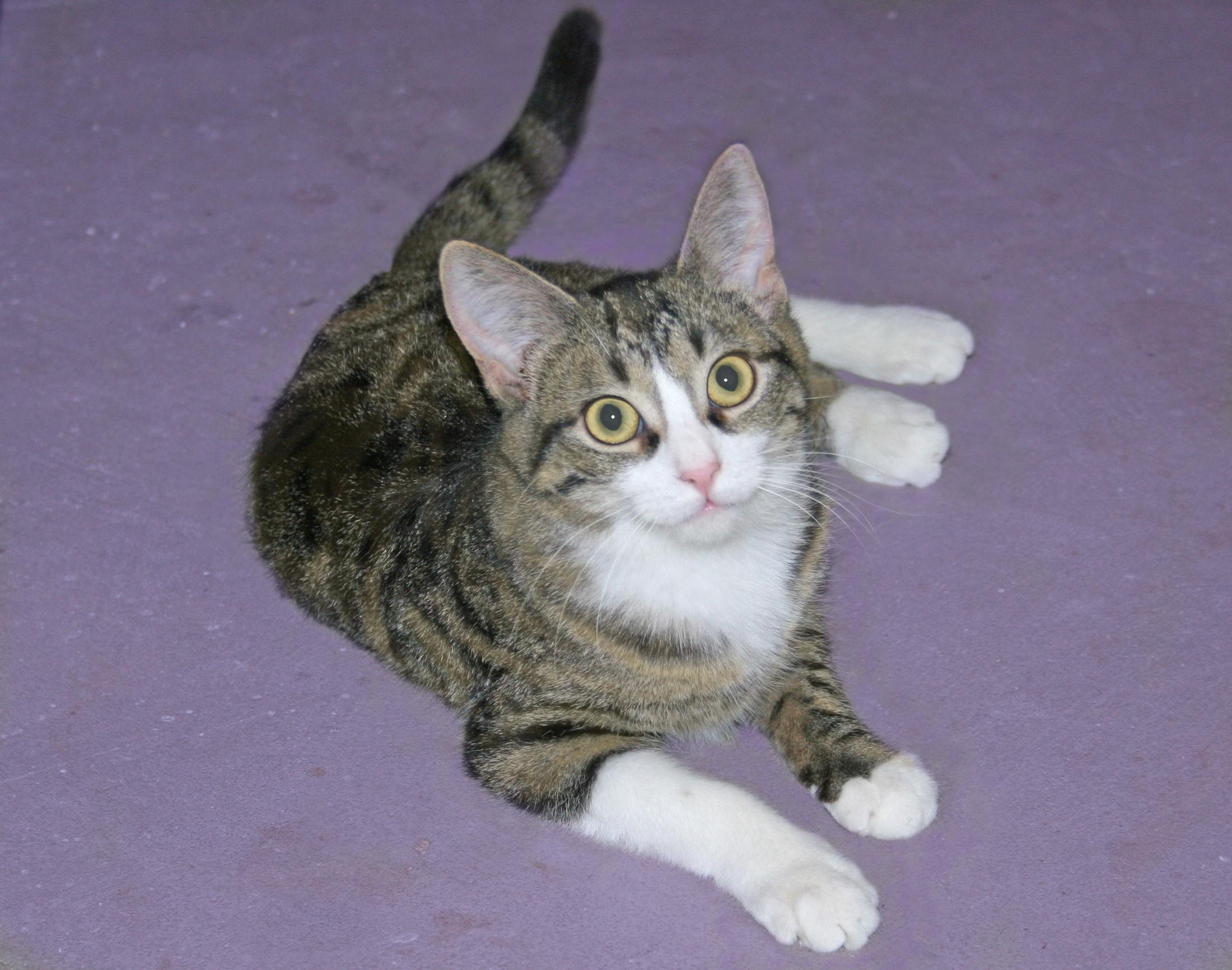 Willa, an adoptable Tabby, Domestic Short Hair in Victoria, MN, 55386 | Photo Image 1