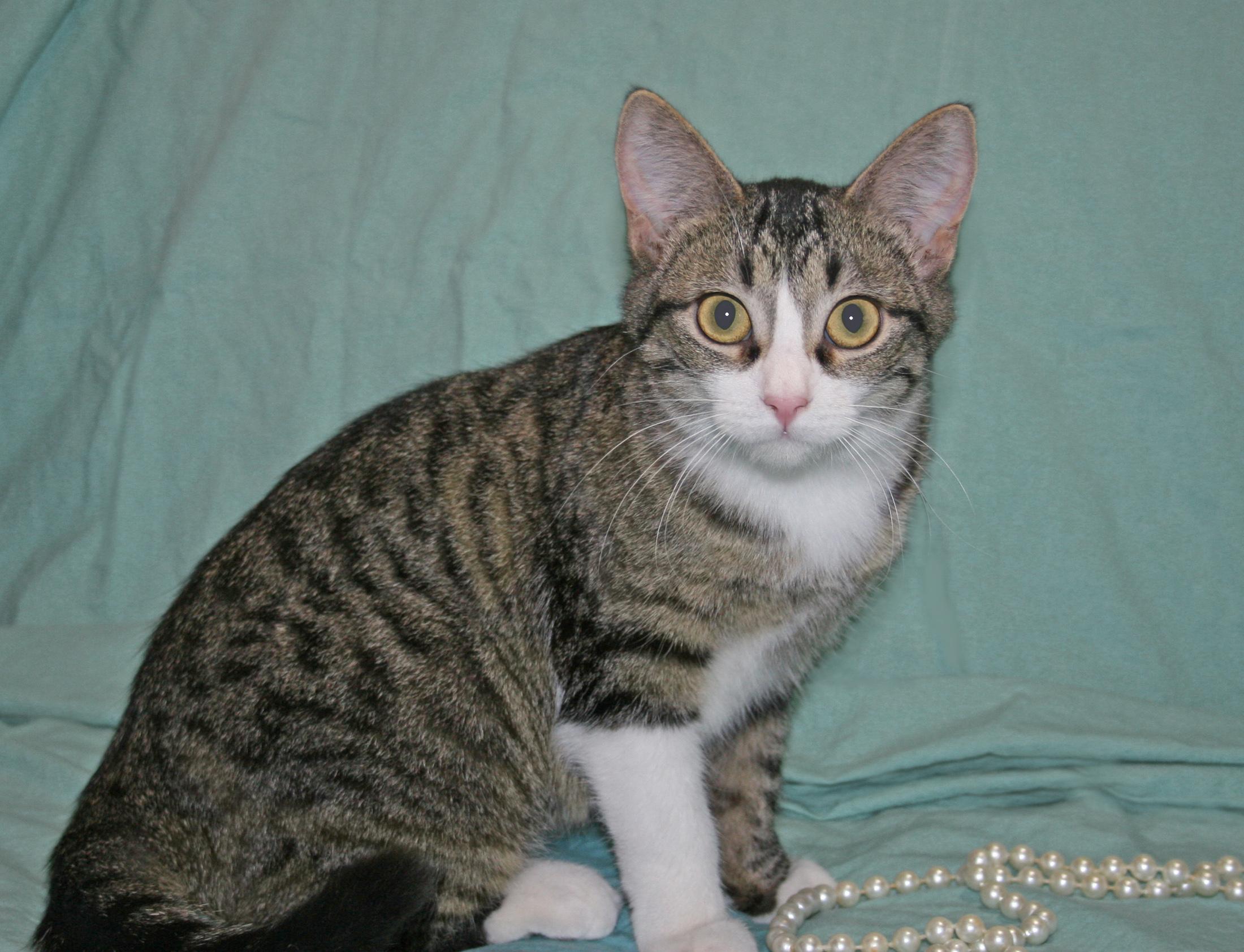 Willa, an adoptable Tabby, Domestic Short Hair in Victoria, MN, 55386 | Photo Image 3