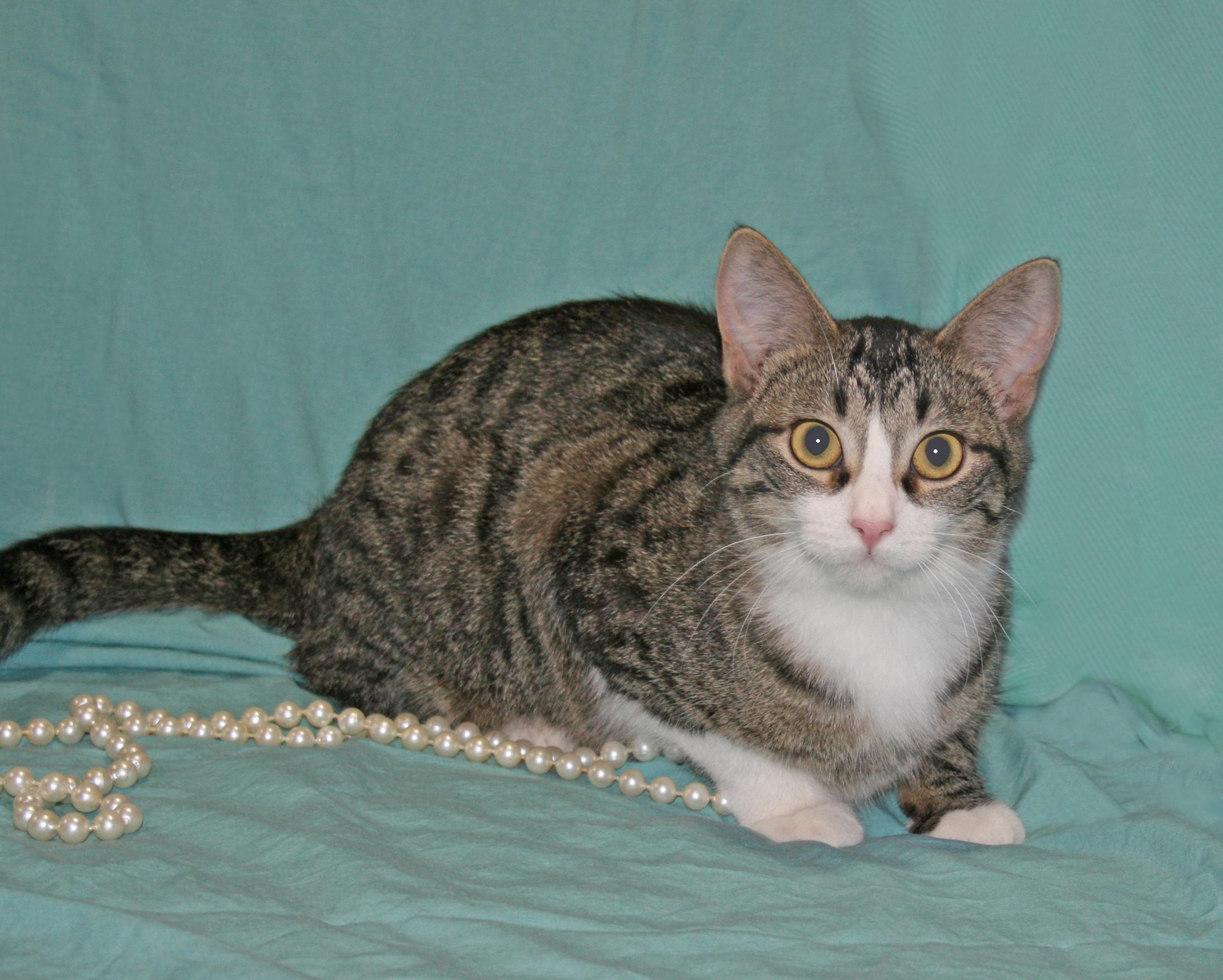Willa, an adoptable Tabby, Domestic Short Hair in Victoria, MN, 55386 | Photo Image 4