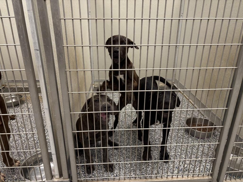 Ben, Adoptable, Young Male Labrador Retriever.