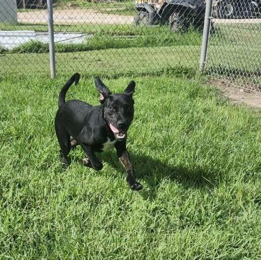 Enlarge Ben, a Adoptable Labrador Retriever in Humble, TX image 2/2