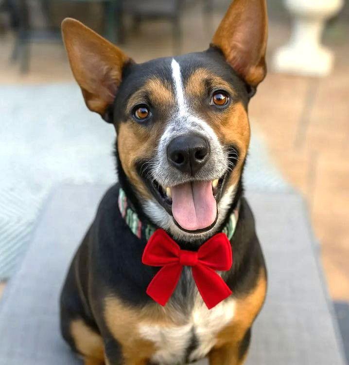 XP Brody, a Adoptable Cattle Dog in Boonton, NJ image 3/3