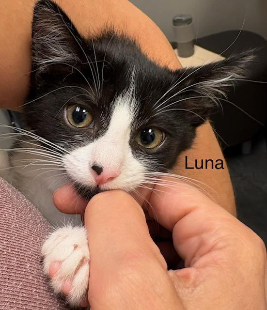 Luna, a Adoptable Domestic Short Hair in Annapolis, MD image 3/4