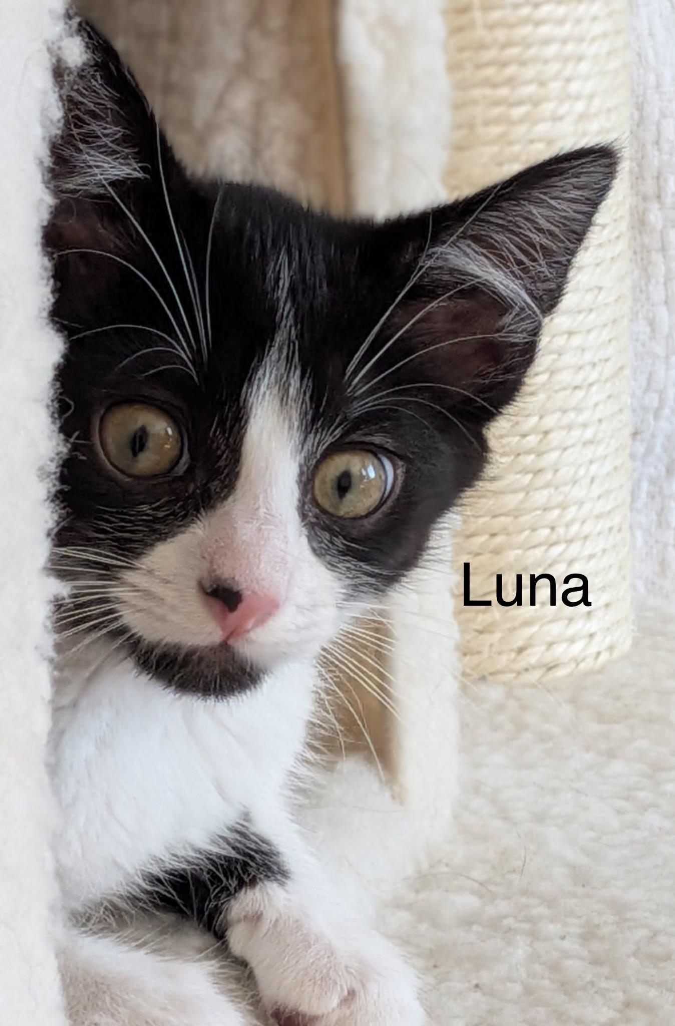 Luna, a Adoptable Domestic Short Hair in Annapolis, MD image 4/4