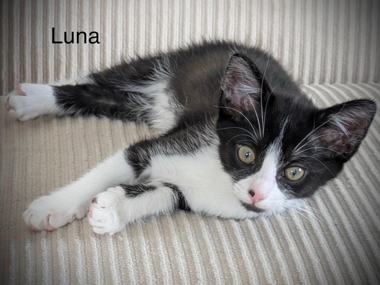 Luna, a Adoptable Domestic Short Hair in Annapolis, MD image 2/2