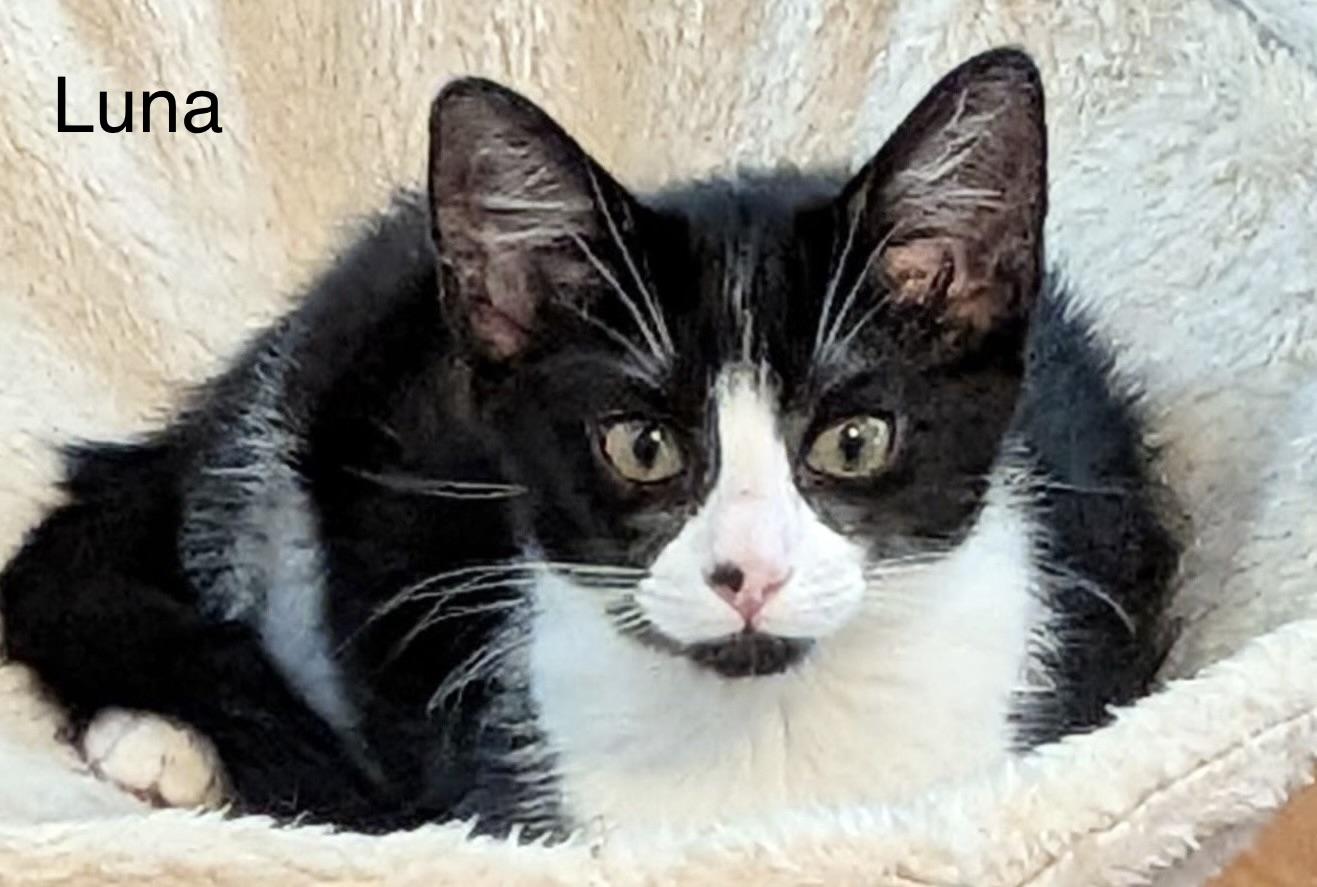 Luna, Adoptable, Kitten Female Domestic Short Hair.