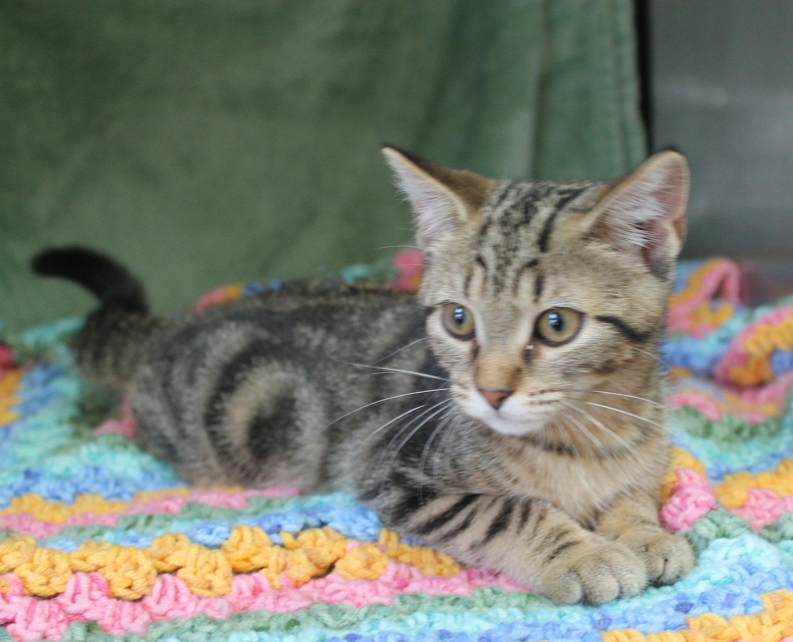 Enlarge Losty - 43596, a Adoptable mixed breed in Prattville, AL image 1/3