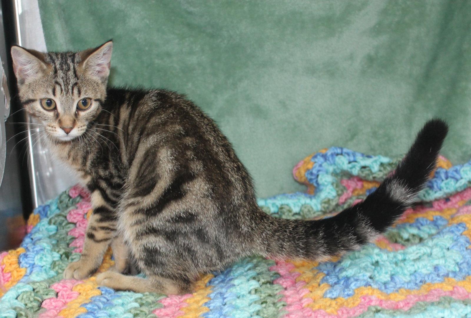 Enlarge Losty - 43596, a Adoptable mixed breed in Prattville, AL image 2/3