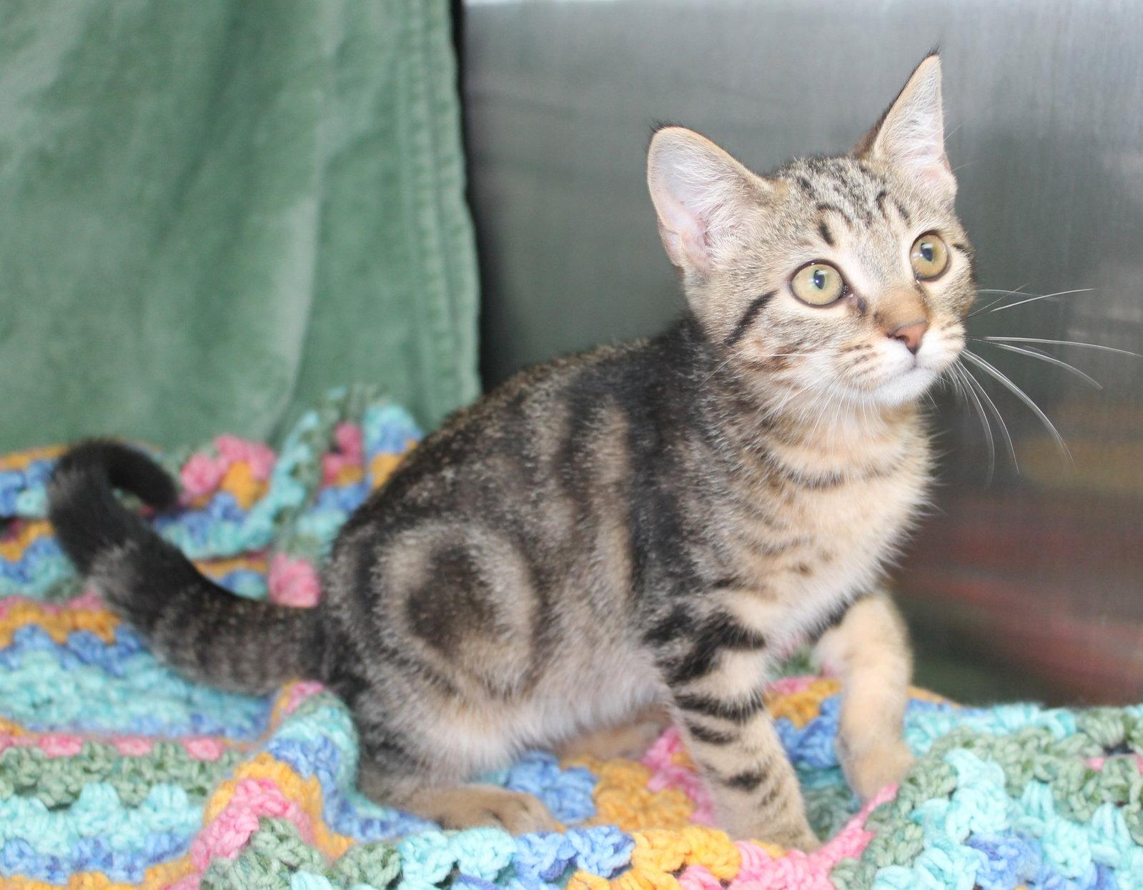 Enlarge Losty - 43596, a Adoptable mixed breed in Prattville, AL image 3/3