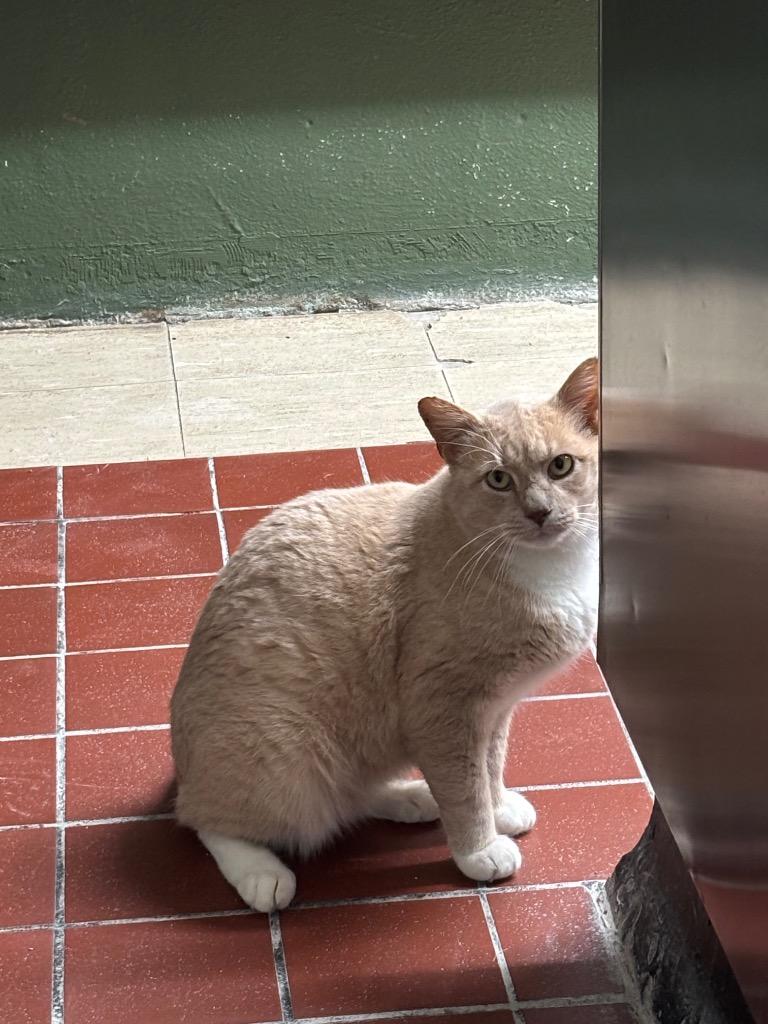 Nemo, Adoptable, Adult Male Domestic Short Hair.