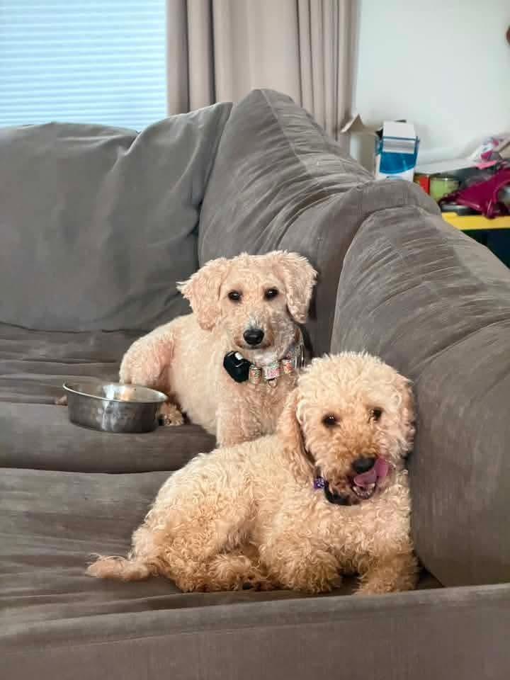 Twinkle, Adoptable, Adult Female Goldendoodle.