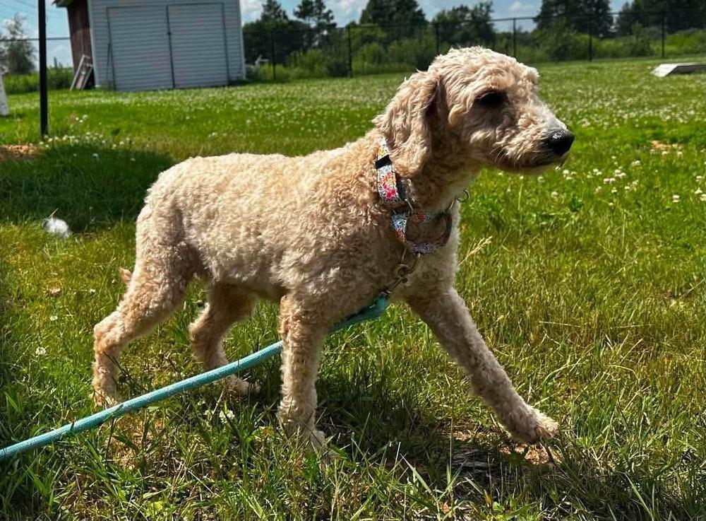 Twinkle, a Adoptable Goldendoodle in Wausau, WI image 2/4