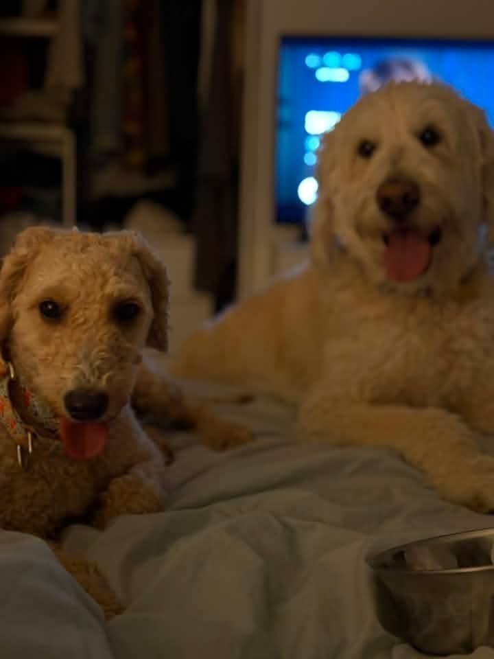 Twinkle, a Adoptable Goldendoodle in Wausau, WI image 3/4