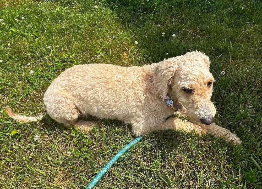 Twinkle, a Adoptable Goldendoodle in Wausau, WI image 4/4