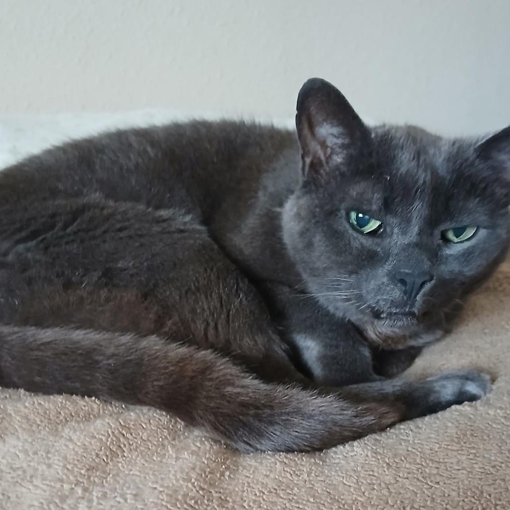 Walter, Adoptable, Senior Male Domestic Short Hair.