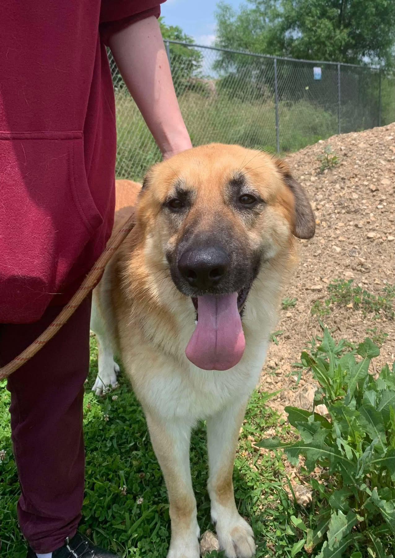 Tanner, Adult Male Shepherd